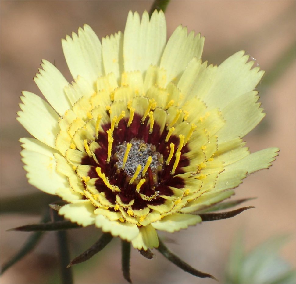 tolpis barbata