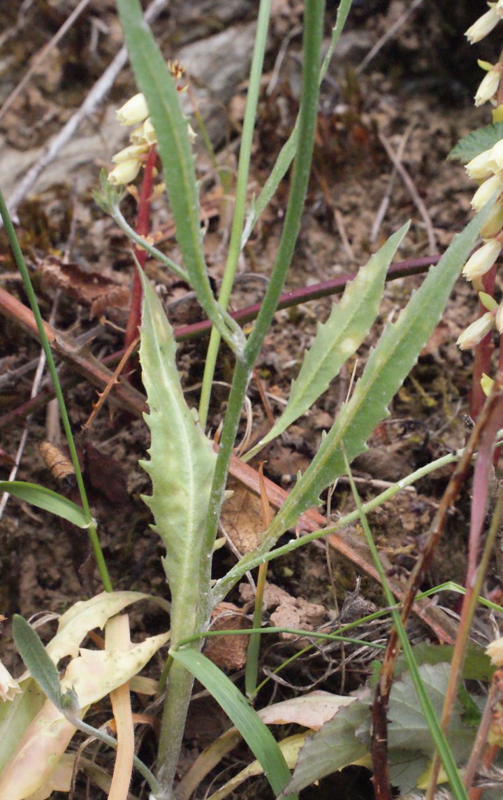 tolpis barbata