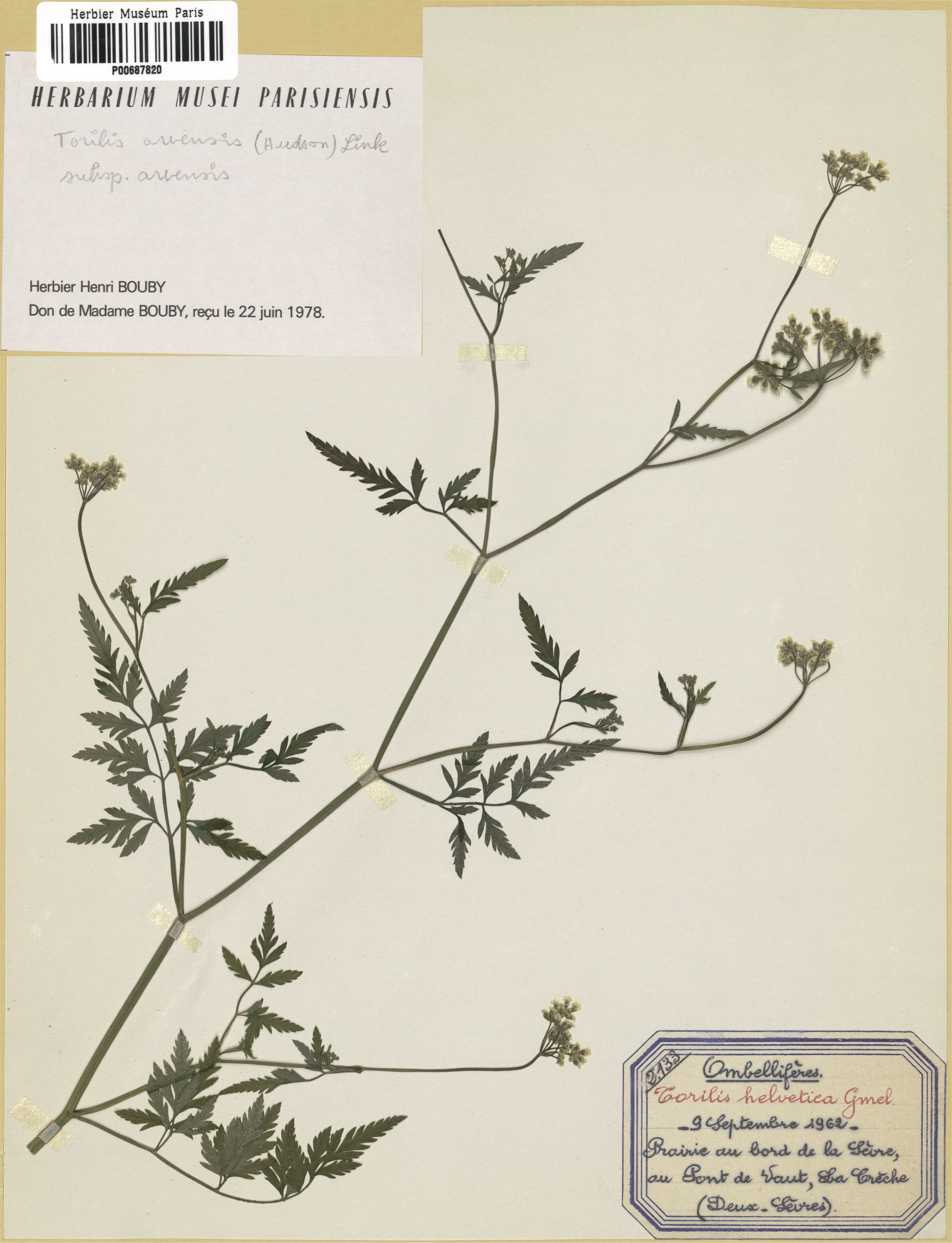 torilis arvensis subsp arvensis
