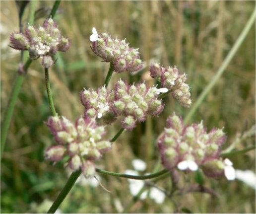 torilis arvensis subsp arvensis