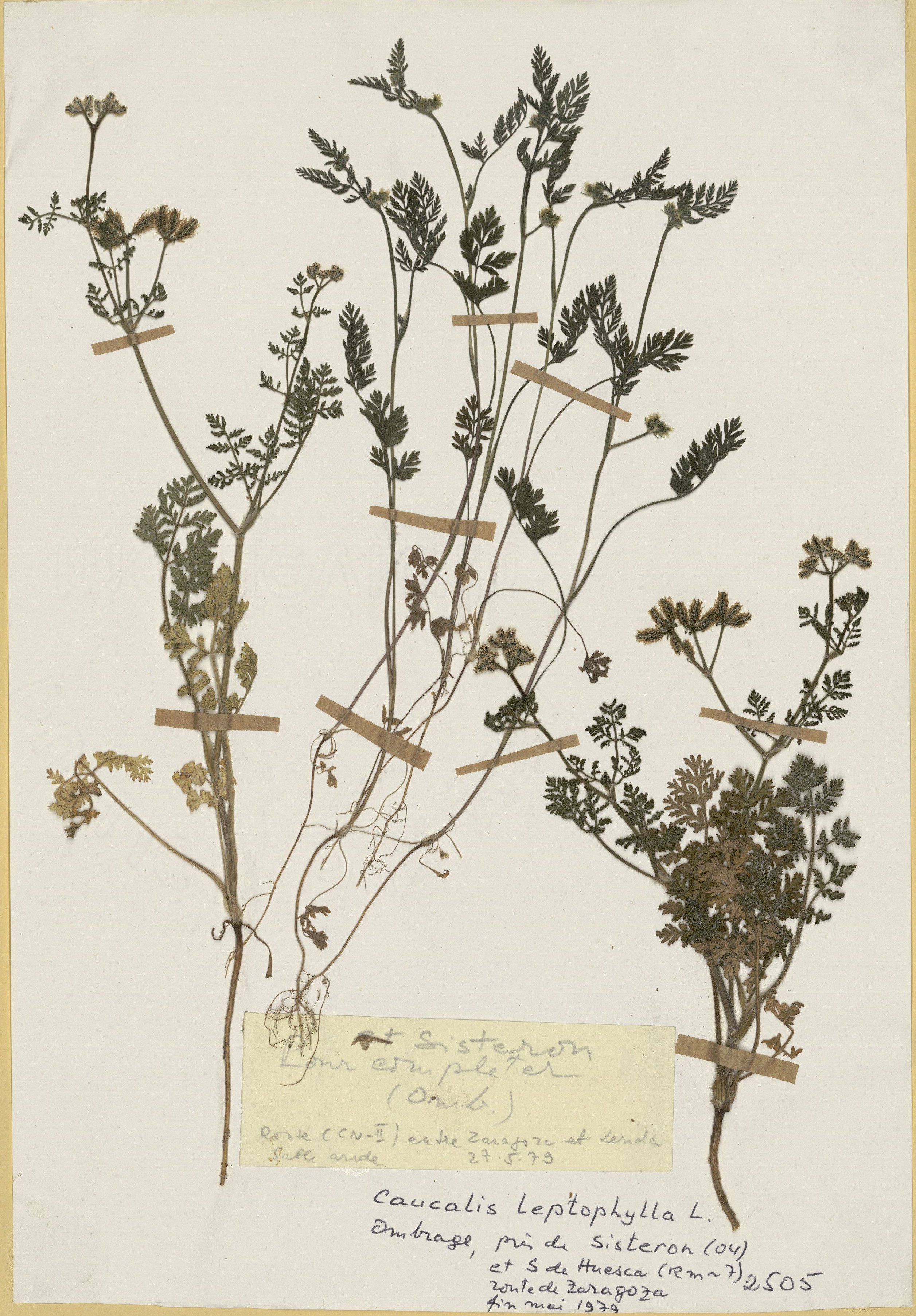 torilis leptophylla