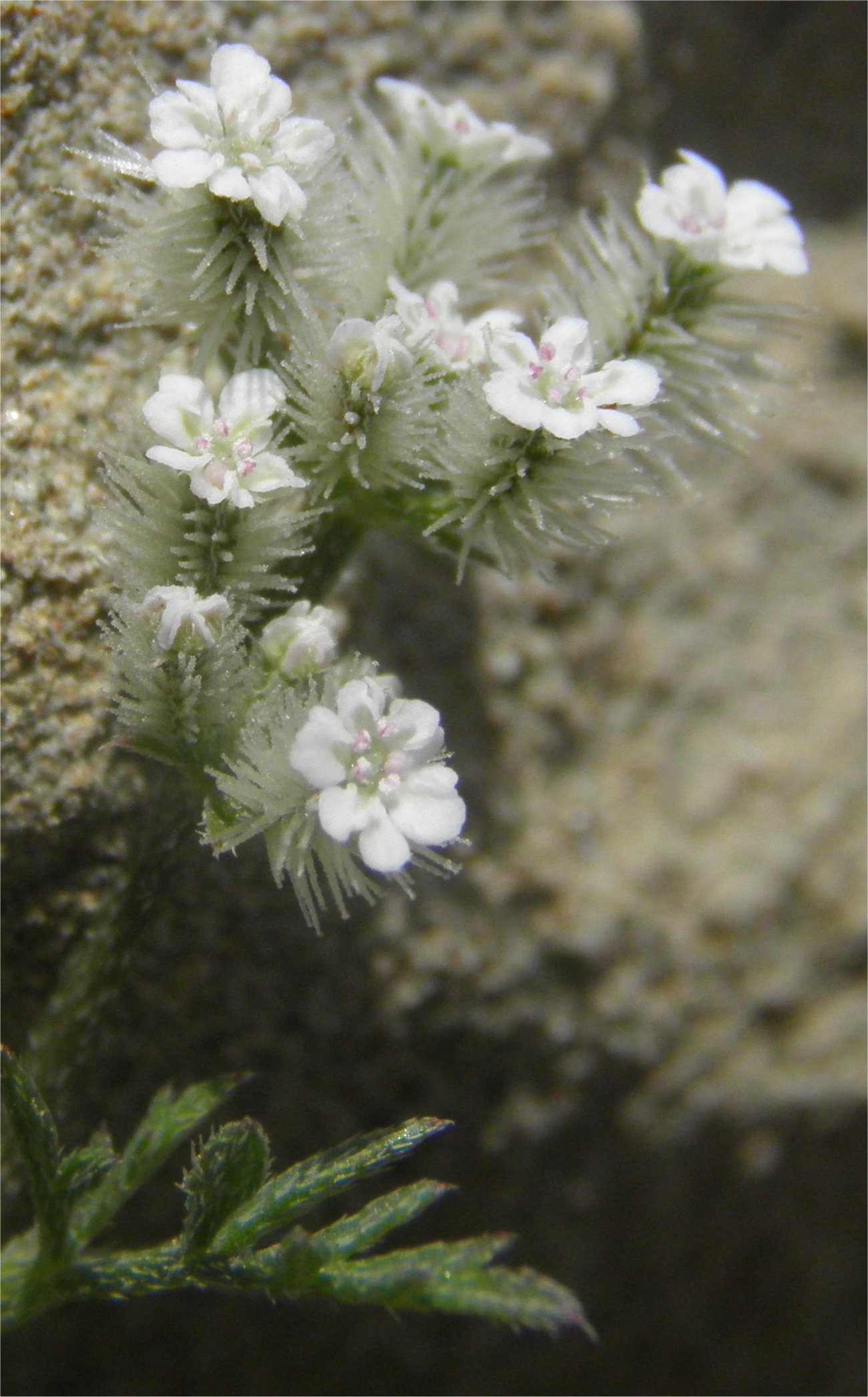 torilis leptophylla