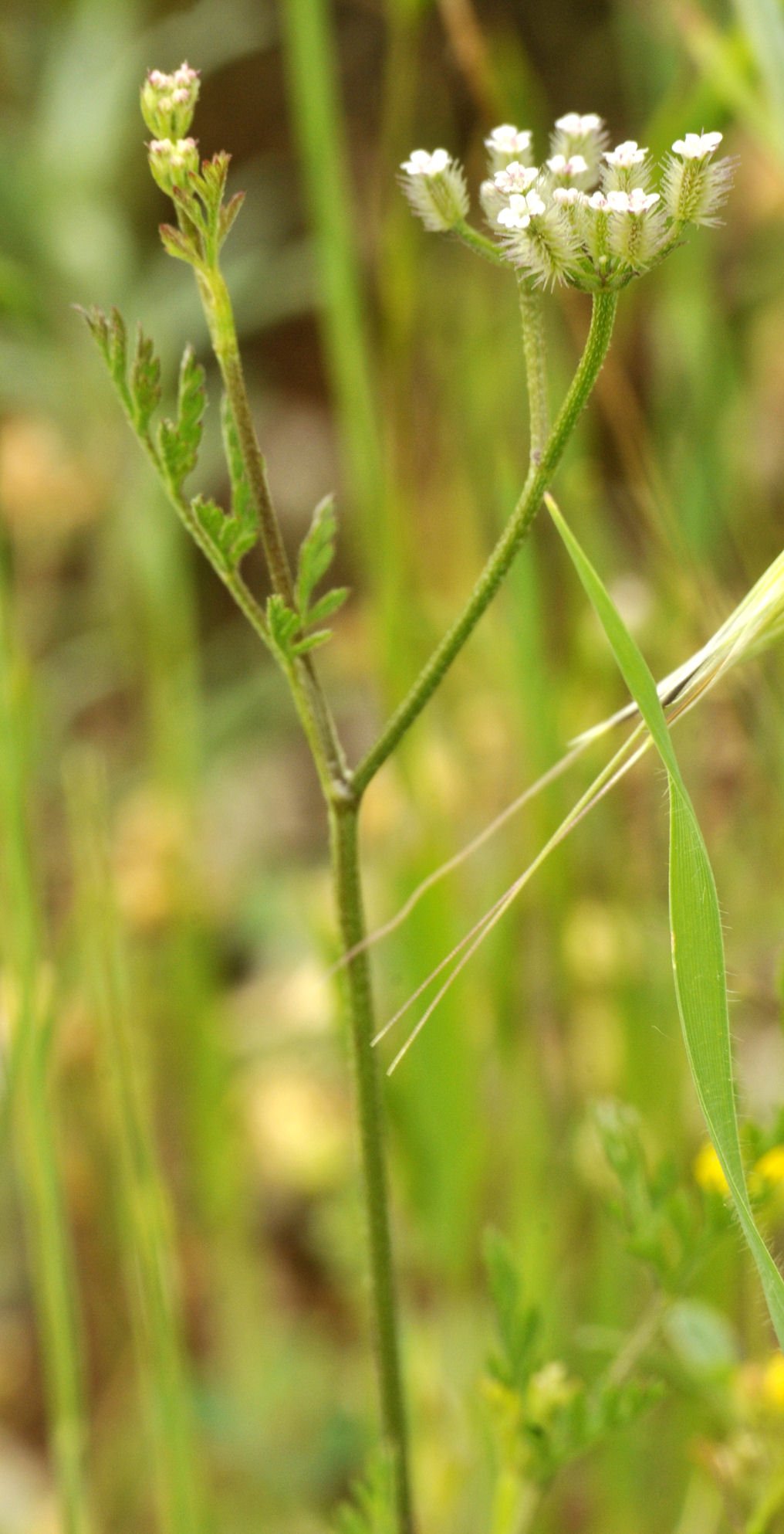 torilis leptophylla