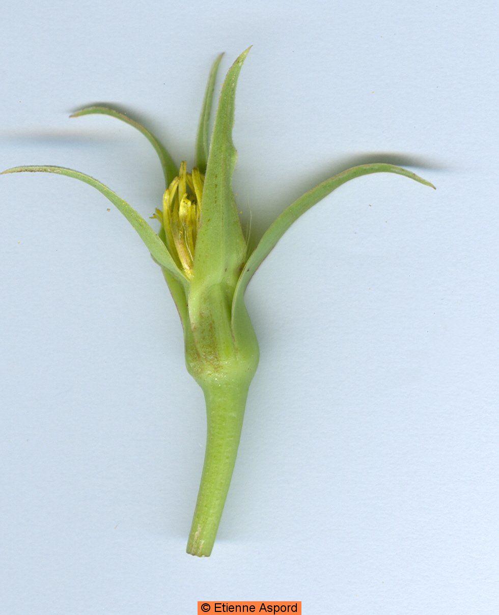 tragopodon pratensis orientalis