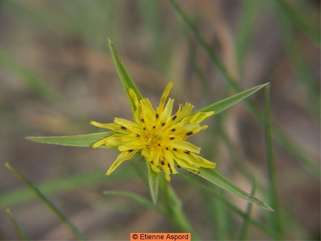 tragopodon pratensis orientalis