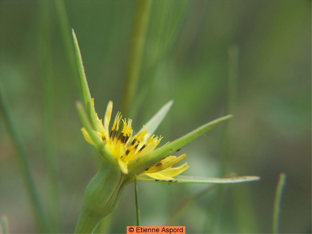 tragopodon pratensis orientalis