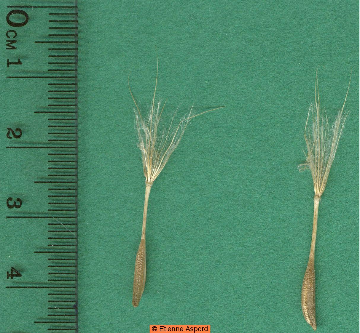 tragopodon pratensis orientalis