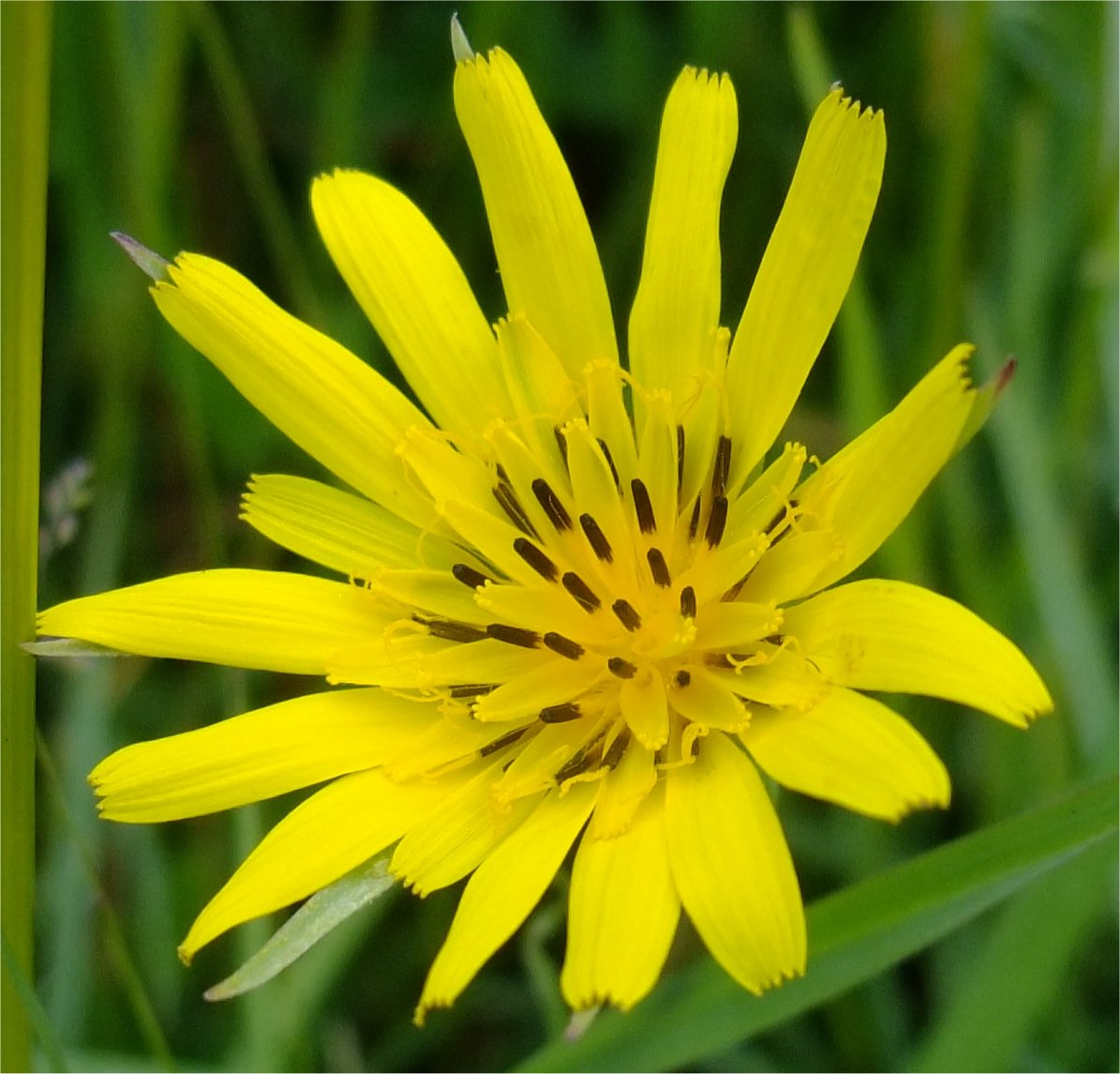 tragopogon pratensis s pratensis
