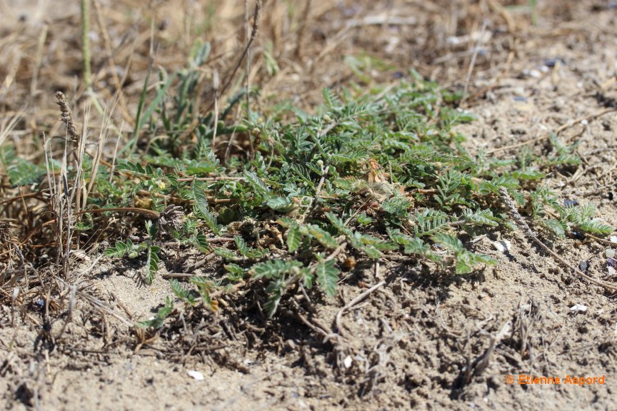 Tribulus terrestris