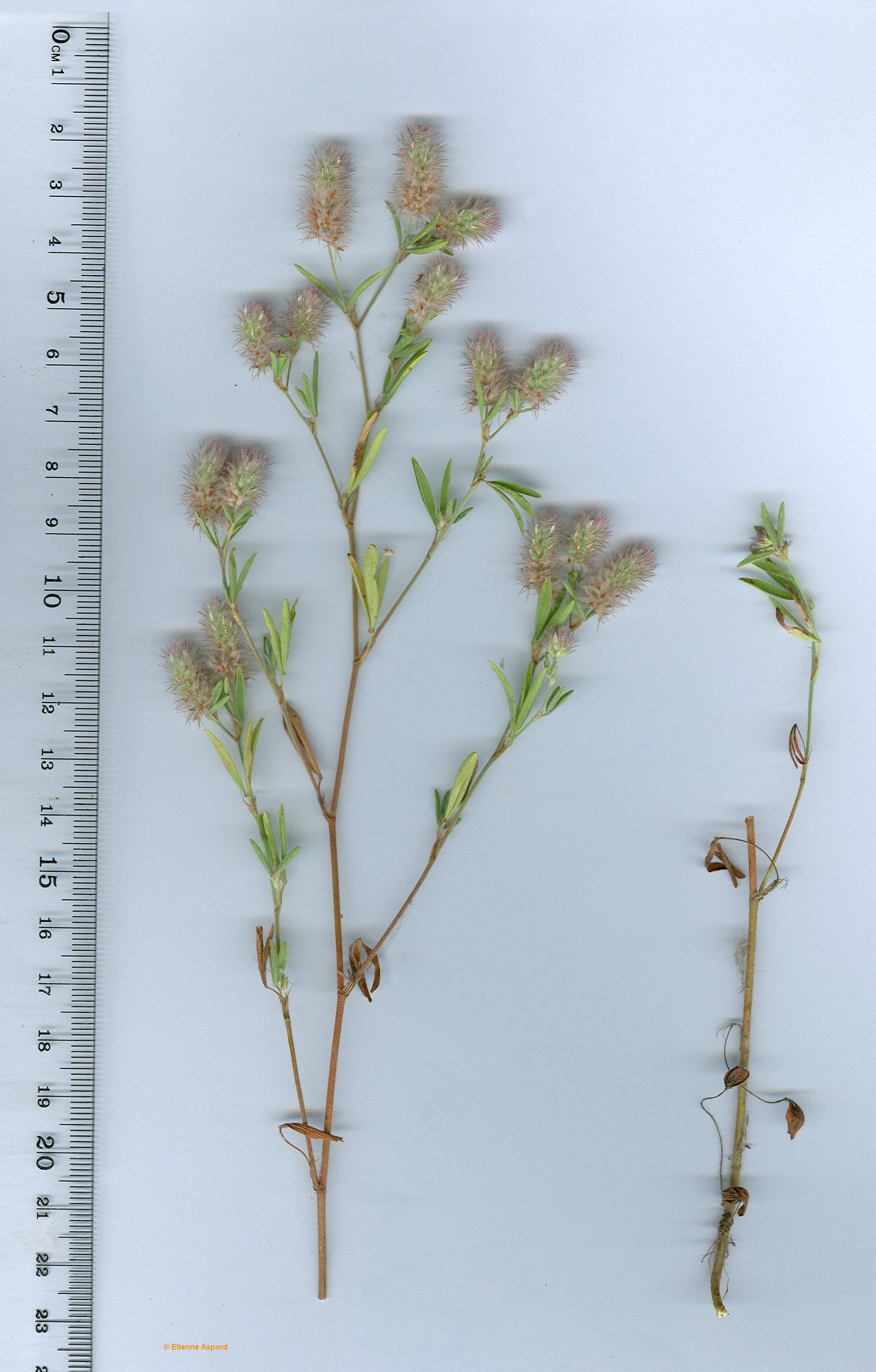trifolium arvense