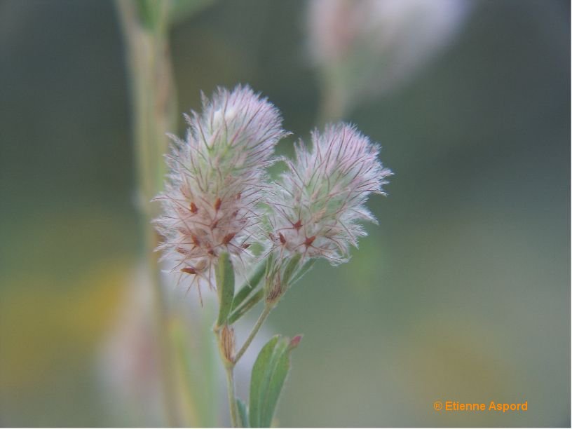 trifolium arvense