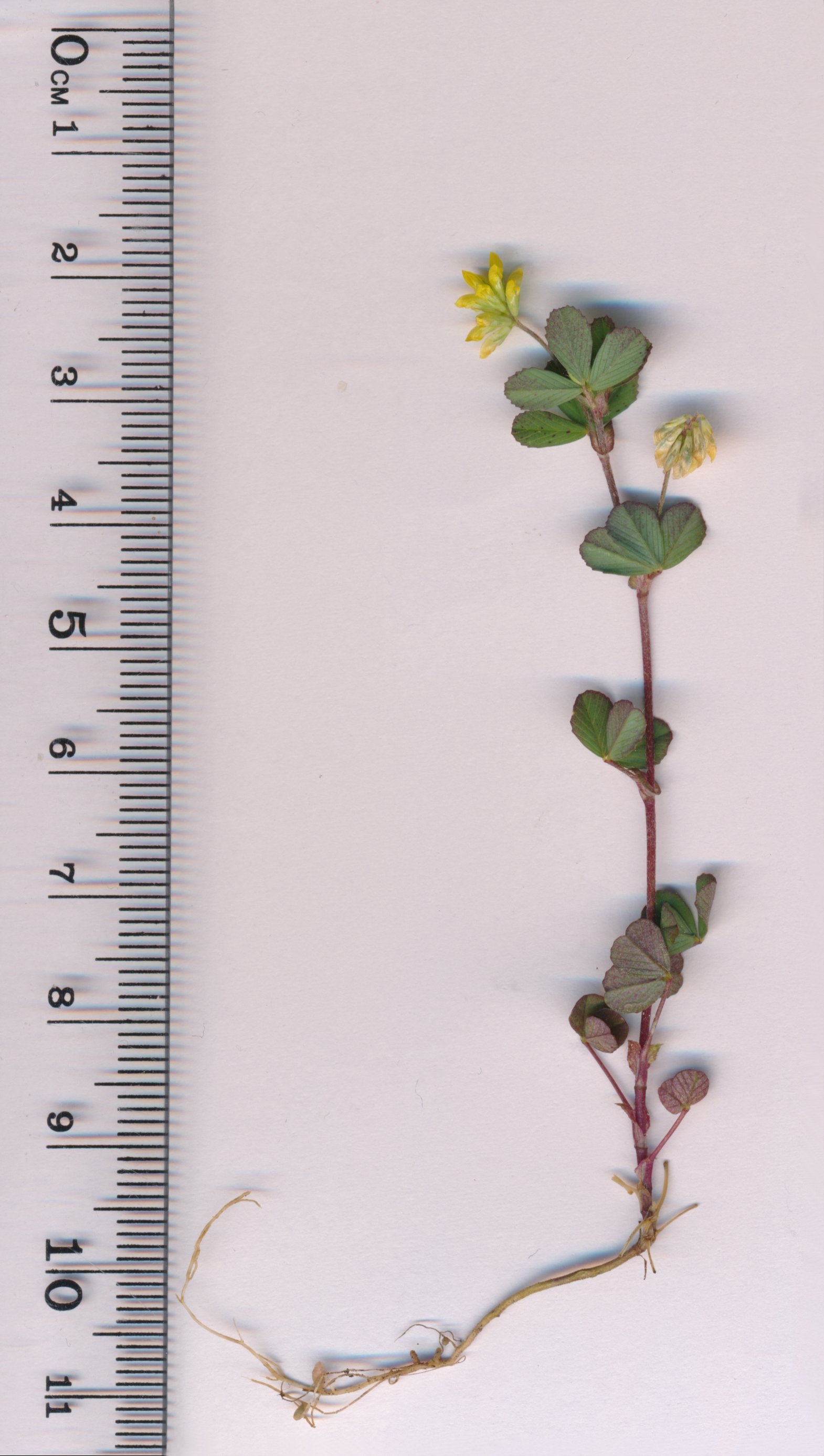 trifolium dubium