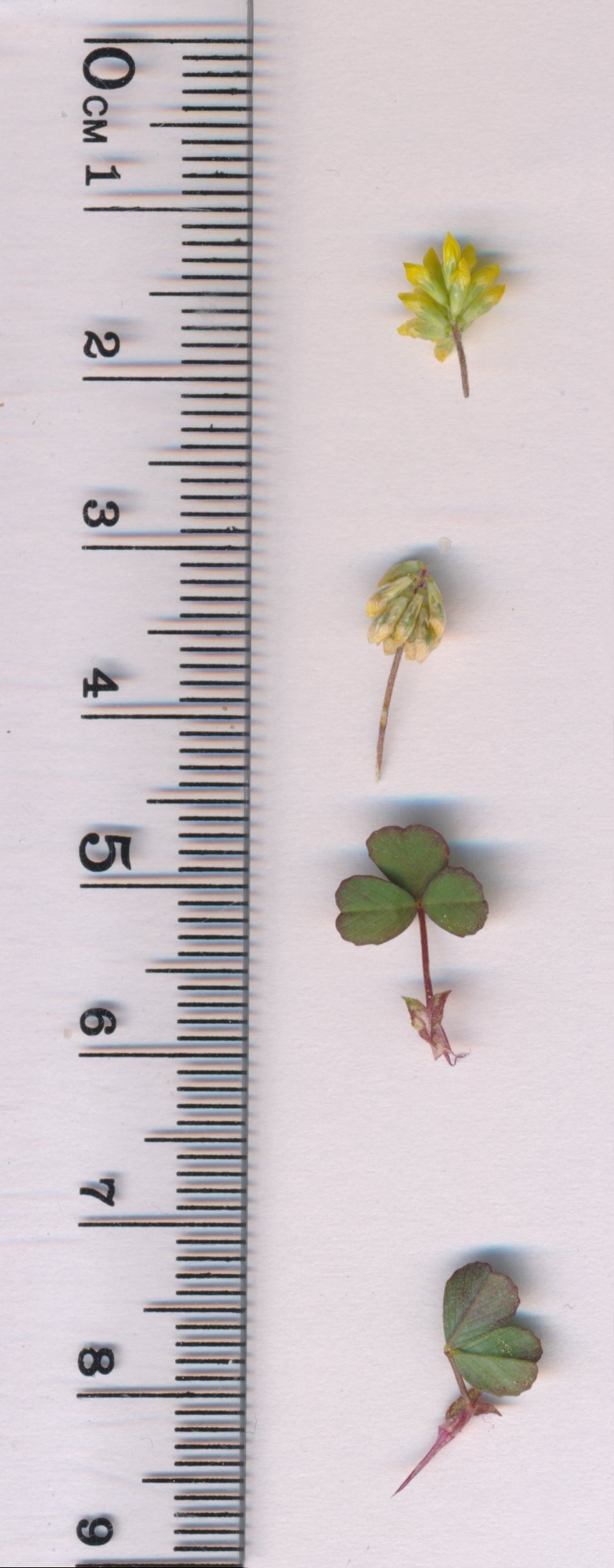 trifolium dubium