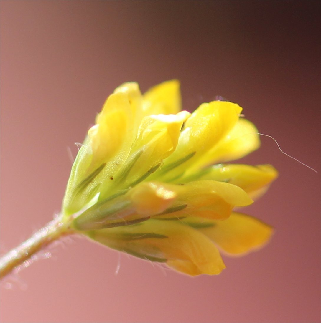 trifolium dubium