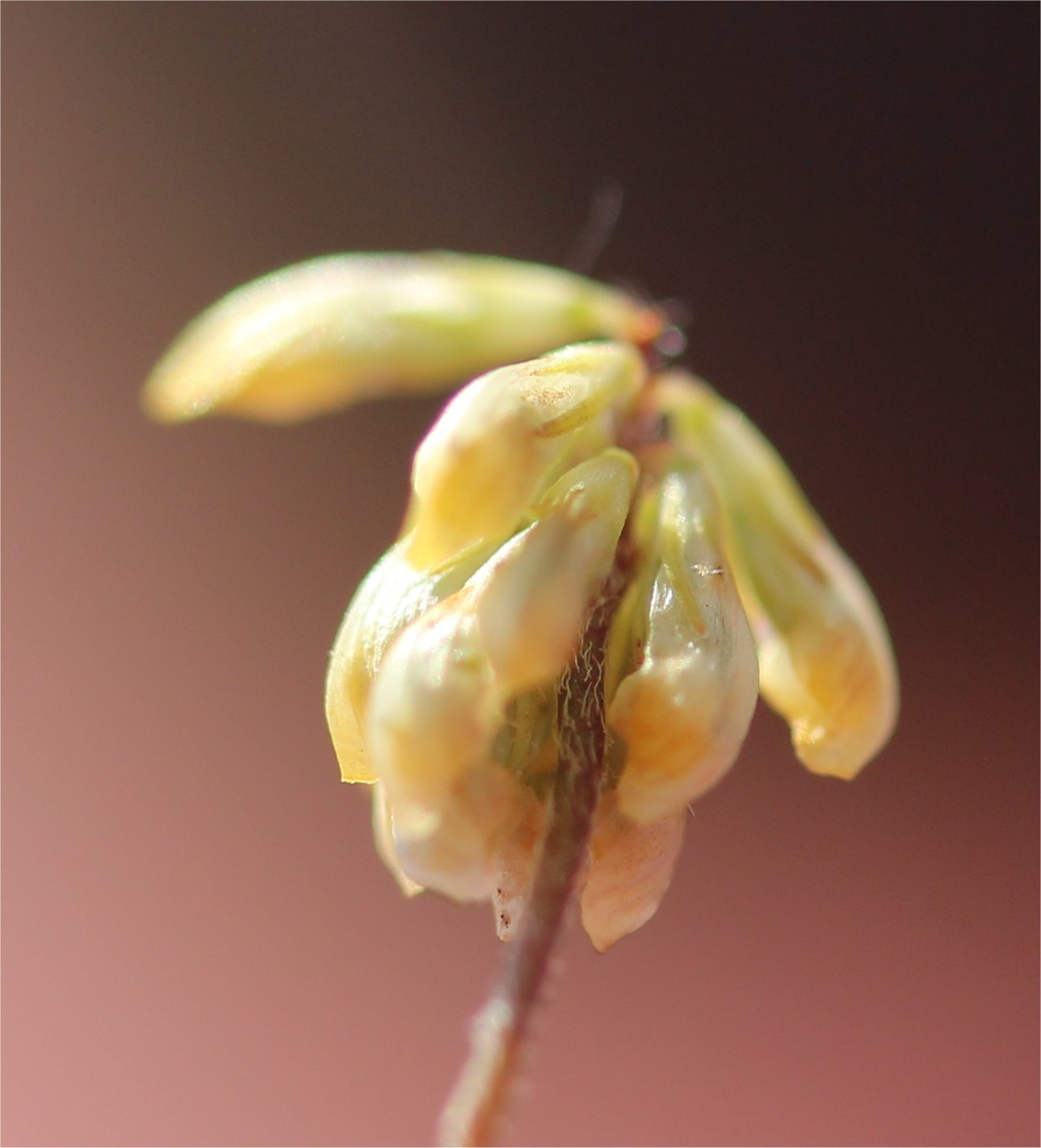 trifolium dubium