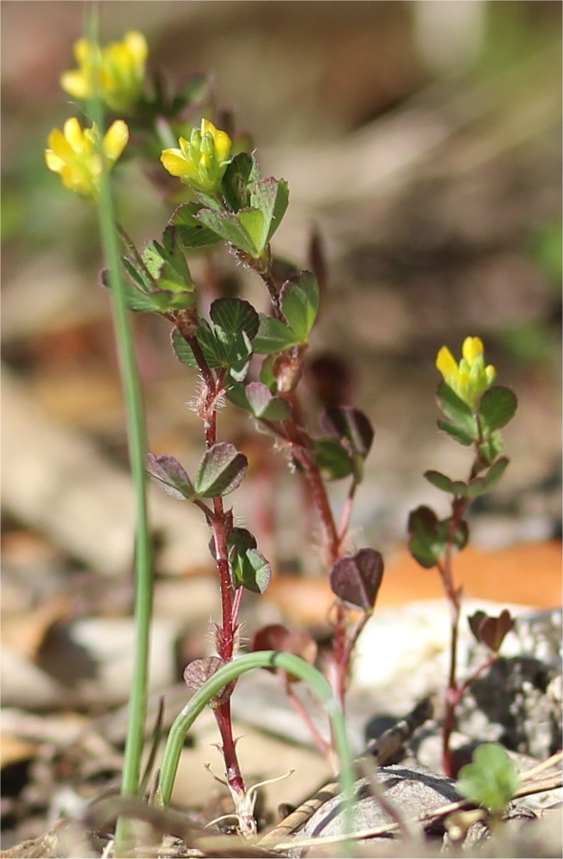 trifolium dubium
