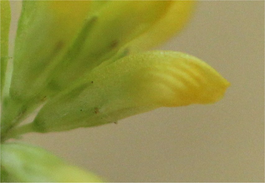 trifolium dubium