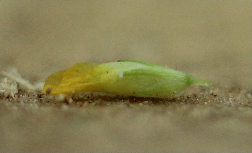 trifolium dubium