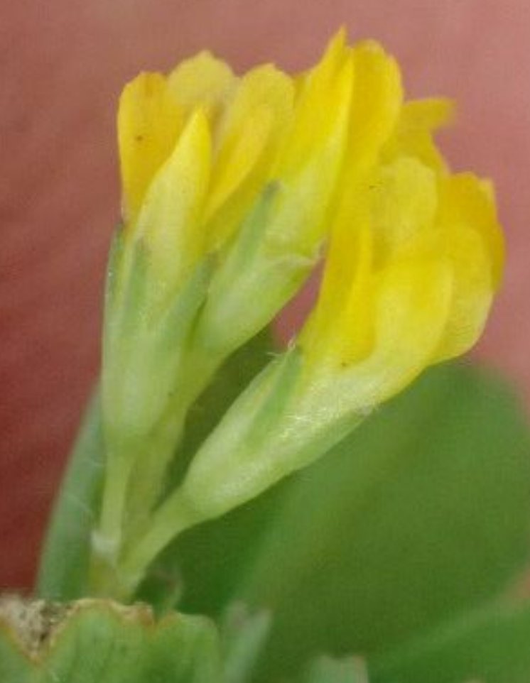 trifolium filiforme