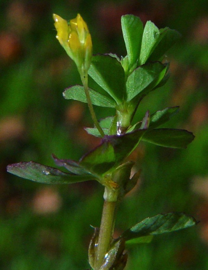trifolium filiforme