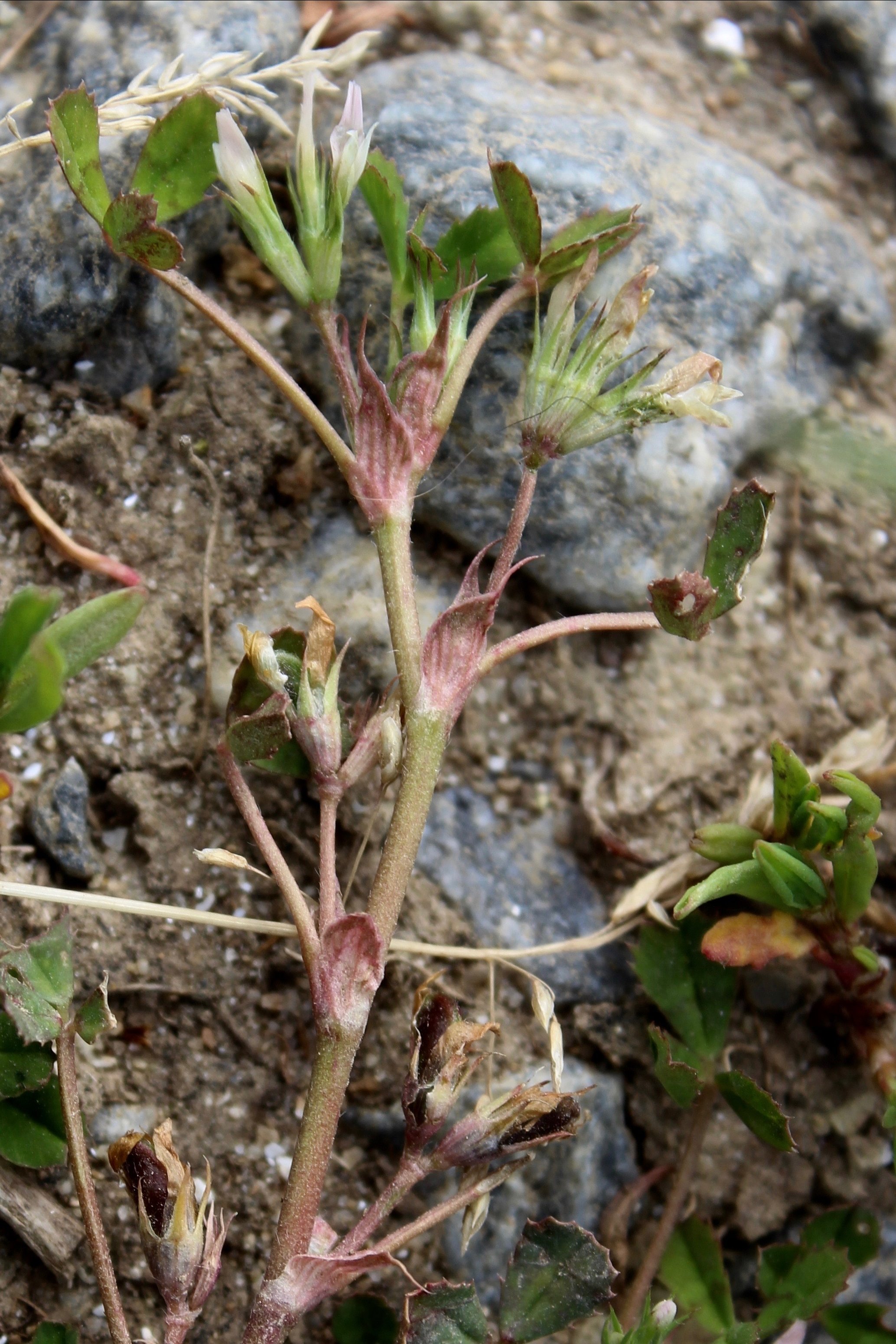 trifolium ornithopodioides
