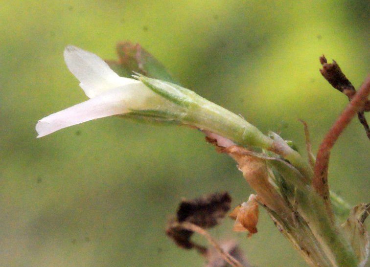 trifolium ornithopodioides