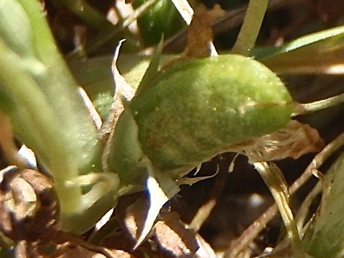 trifolium ornithopodioides