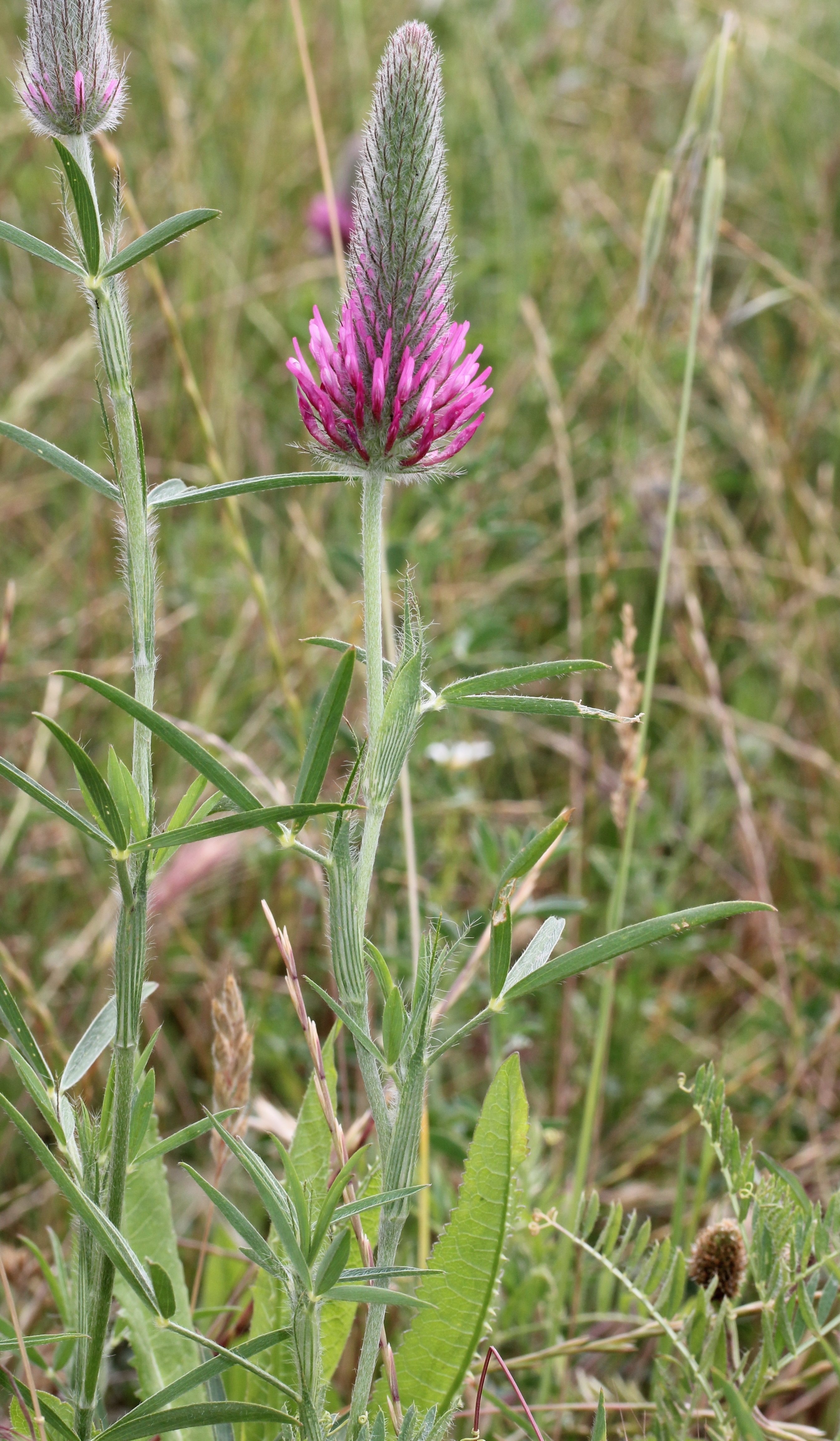trifolium purpureum