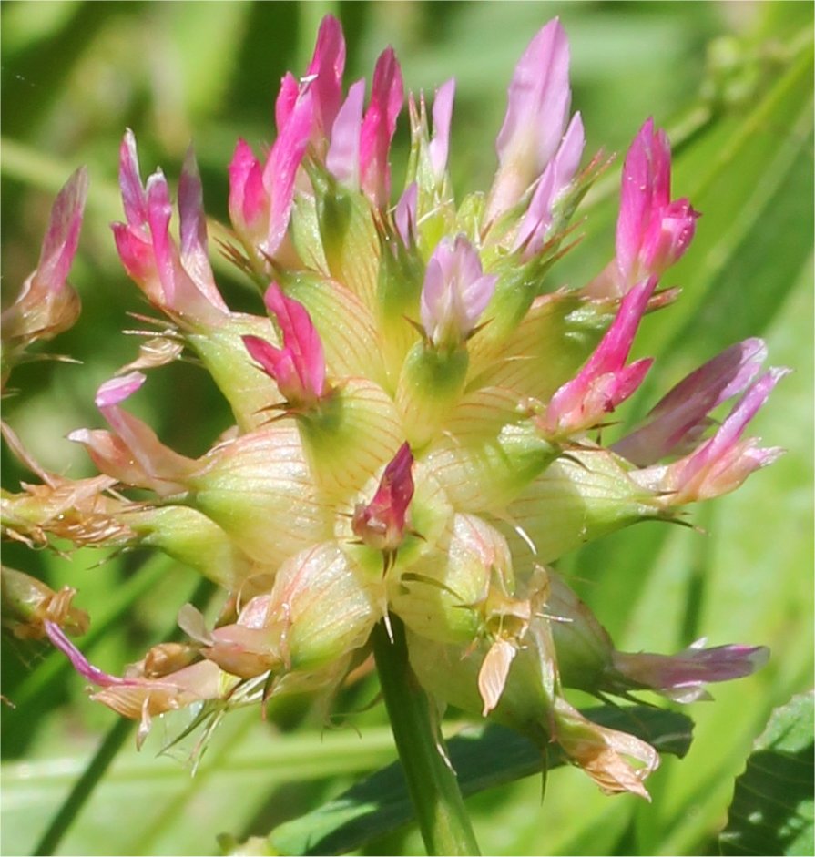 trifolium spumosum