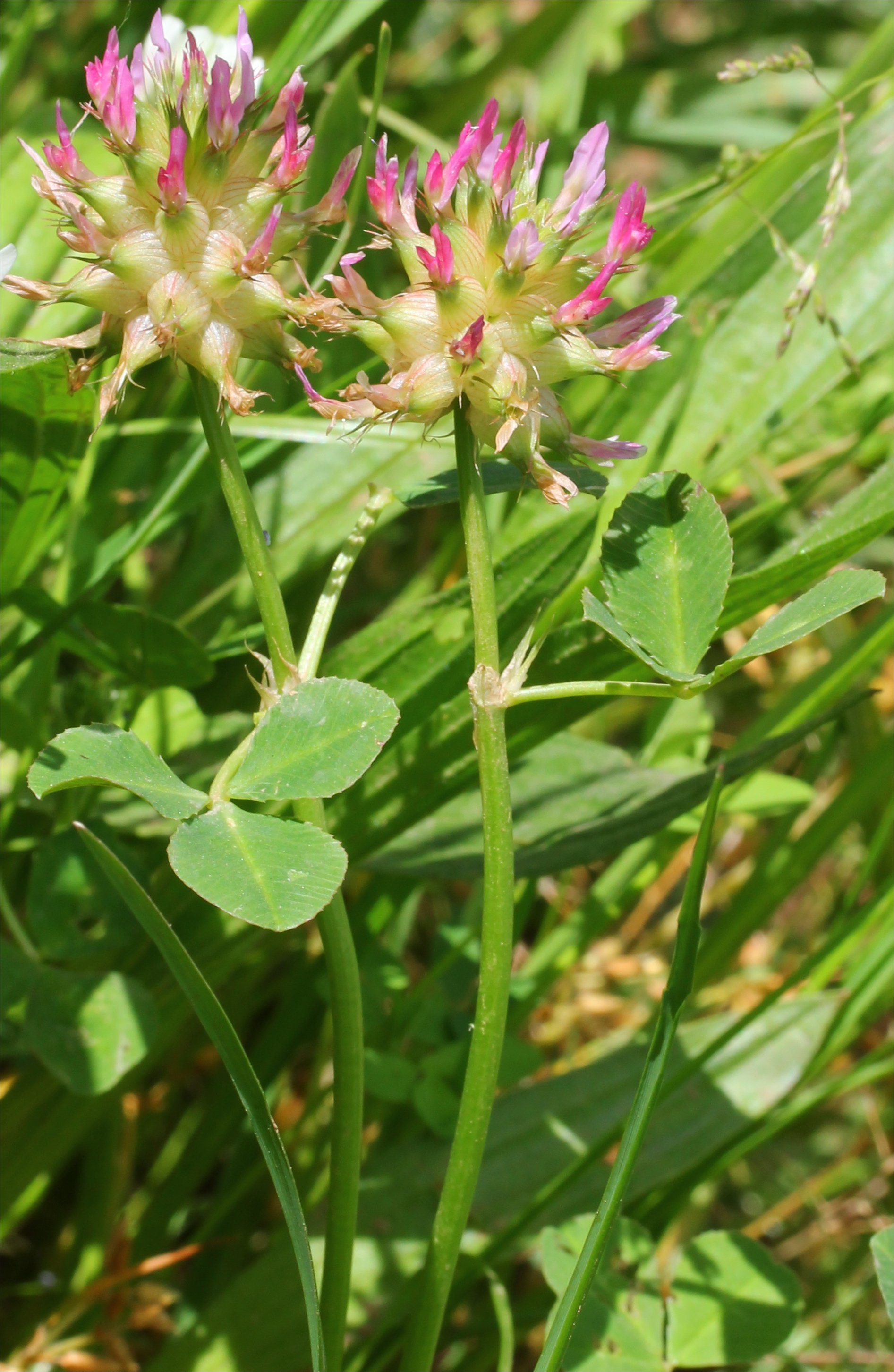 trifolium spumosum