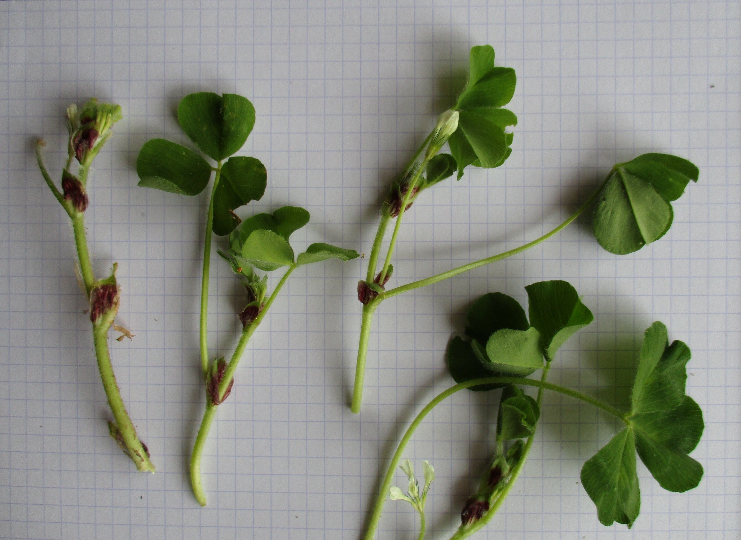 trifolium subterraneum