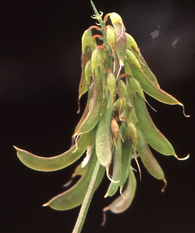 trigonella esculenta