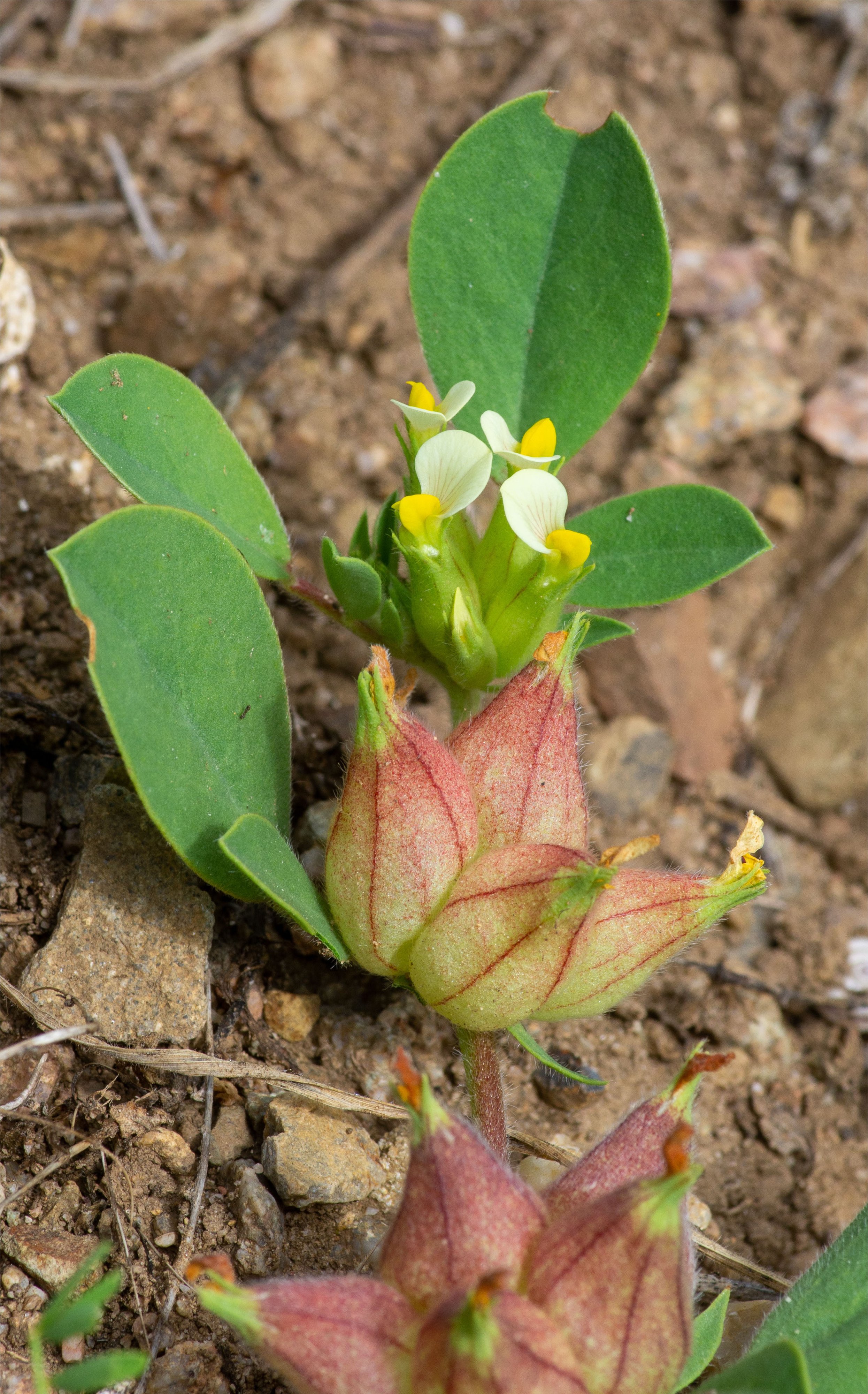 Anthyllis tetraphylla.tripodion tetraphyllum