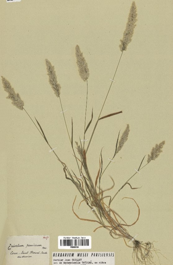 trisetaria panicea
