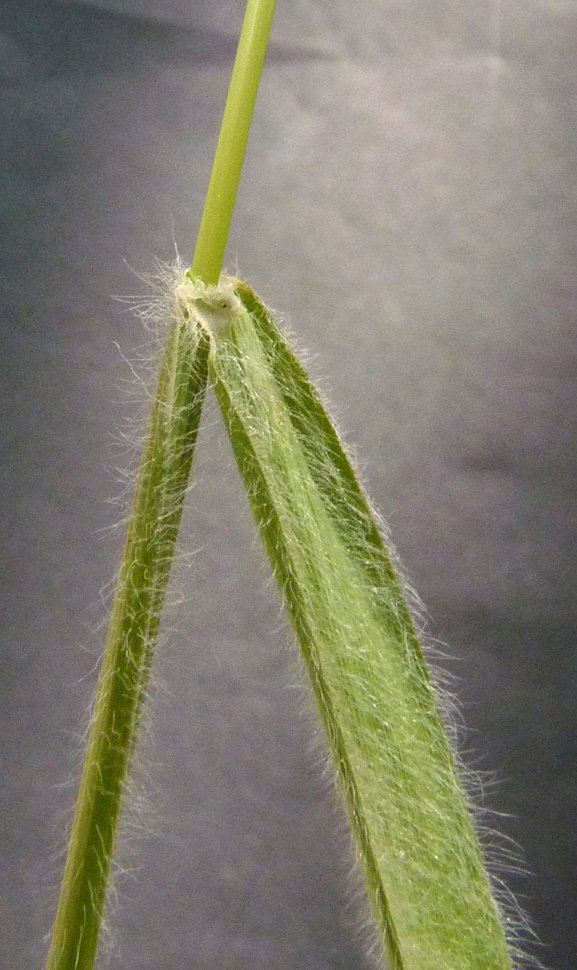 trisetaria panicea