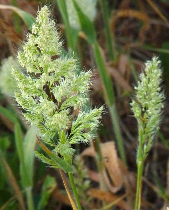 trisetaria panicea