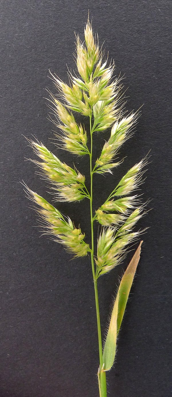 trisetaria panicea