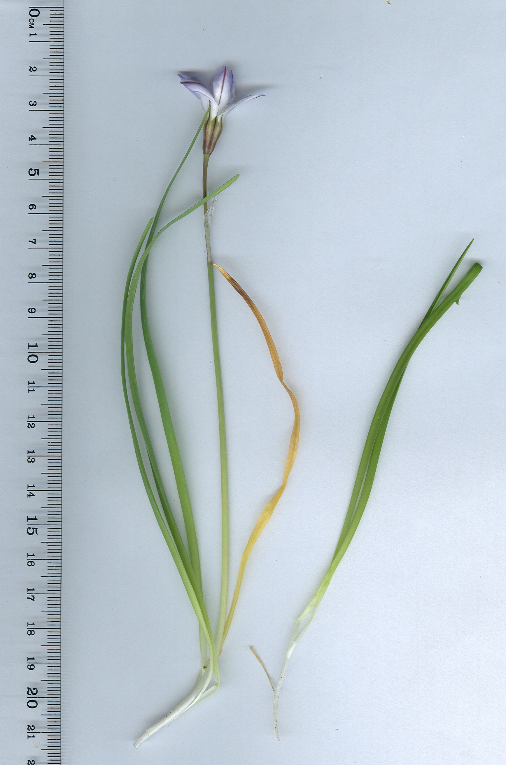Tristagma uniflorum