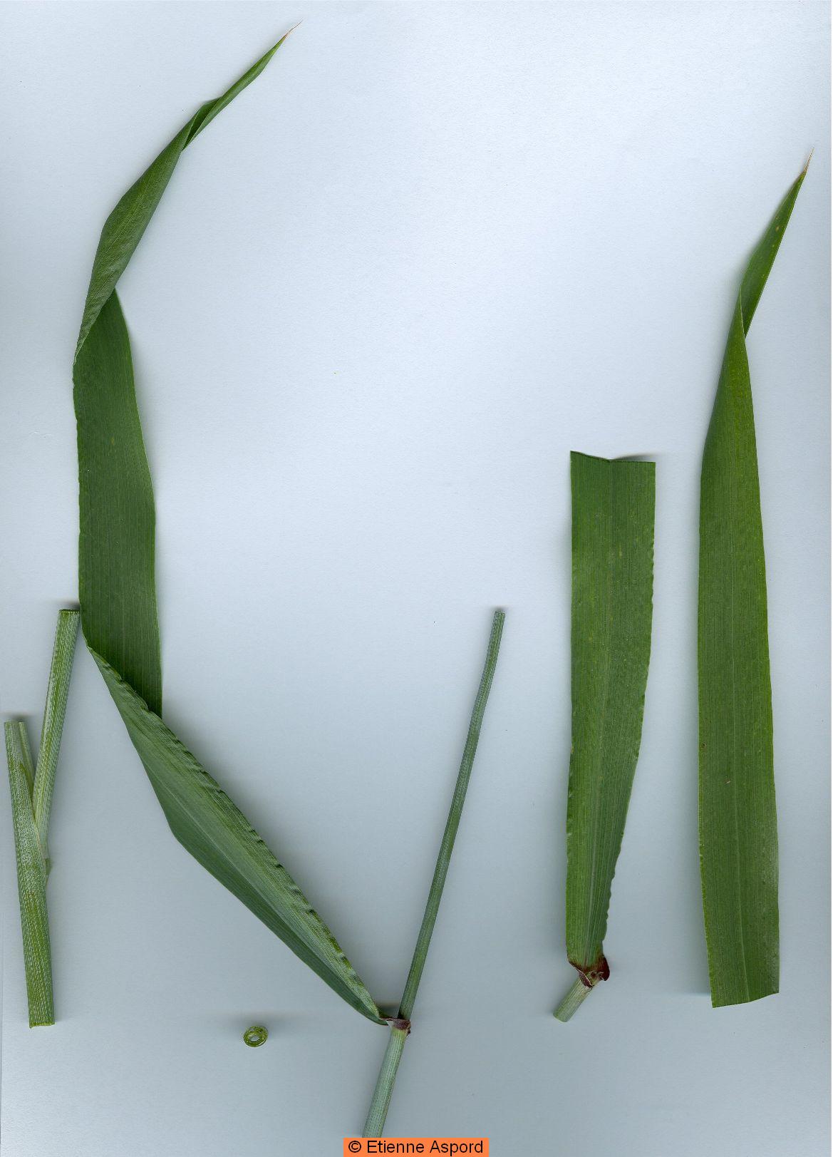 triticum turgidum