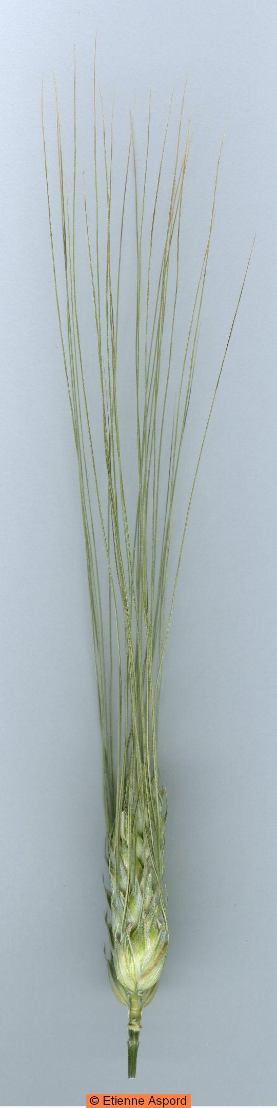 triticum turgidum