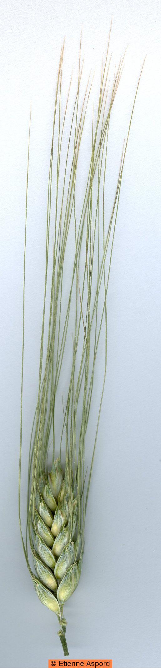 triticum turgidum