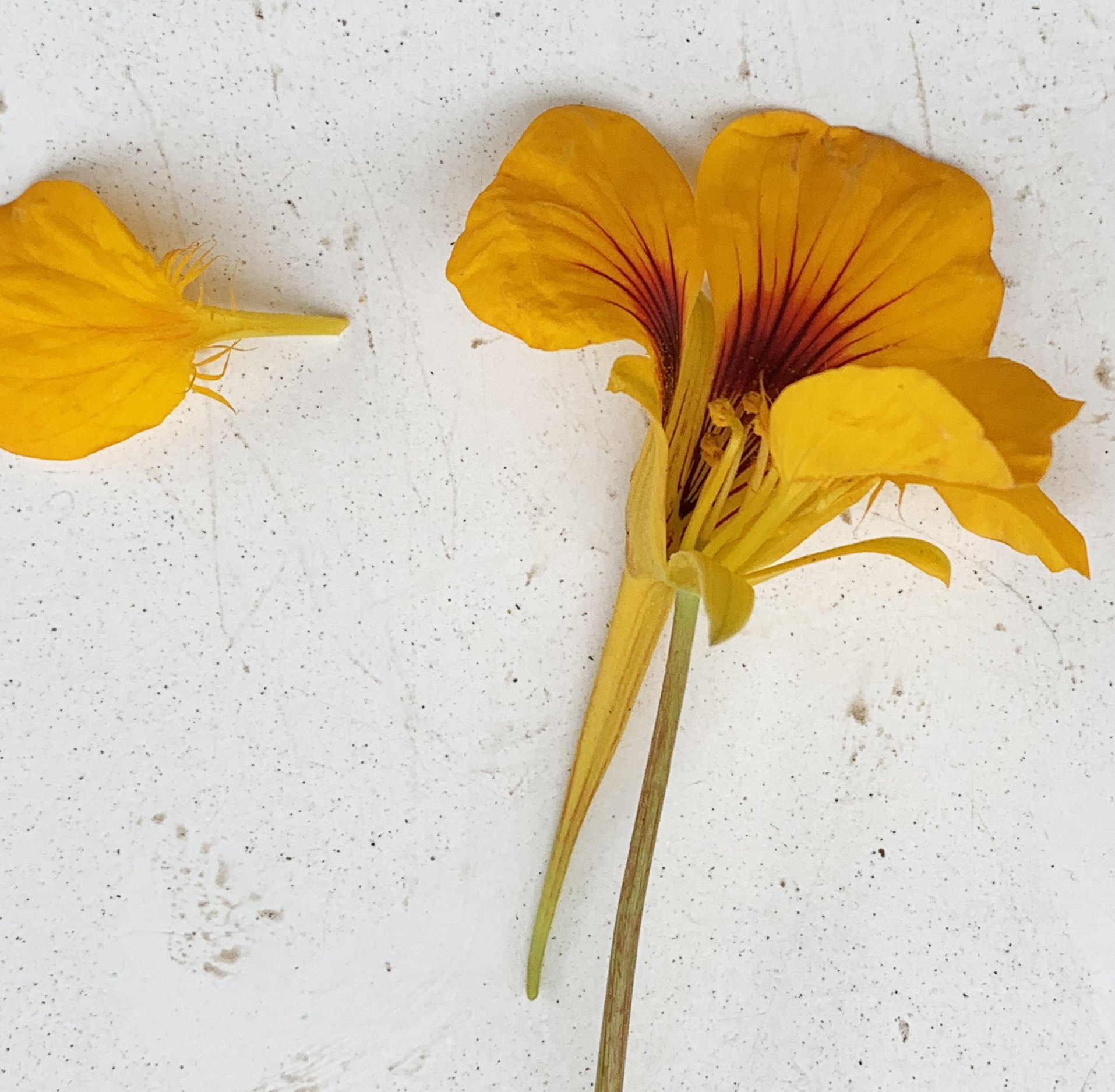 Tropaeolum majus