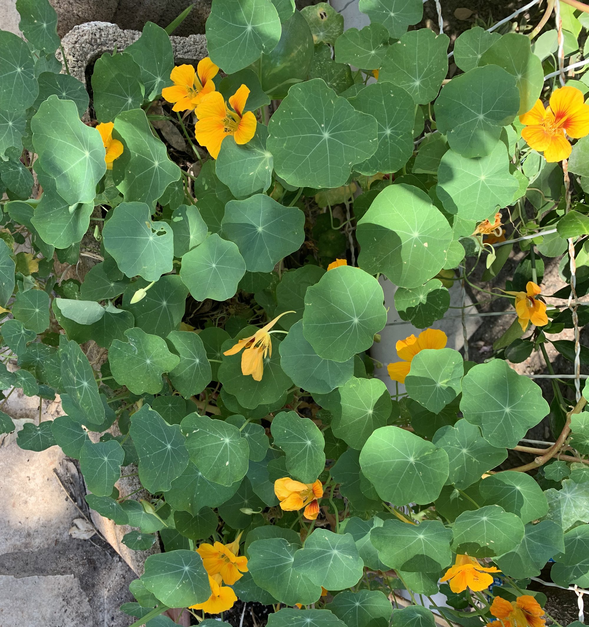 Tropaeolum majus