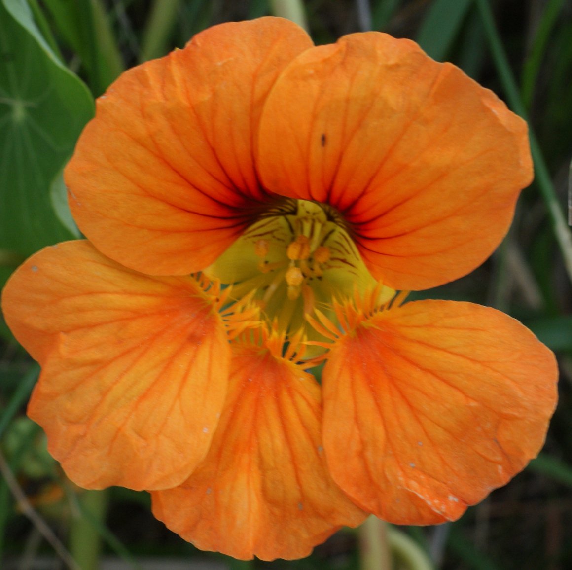 Tropaeolum majus