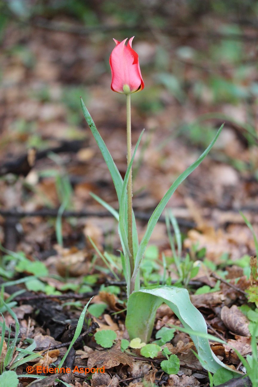tulipa raddii