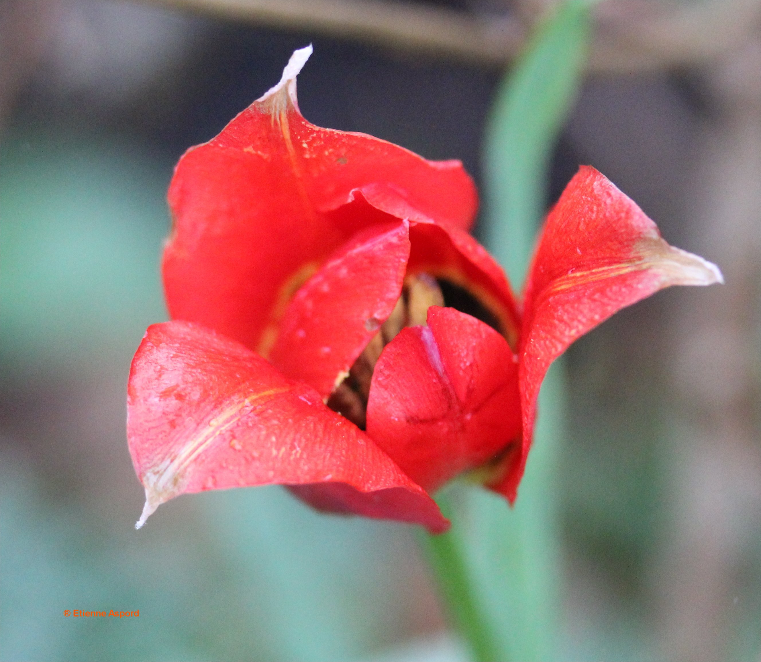 tulipa raddii