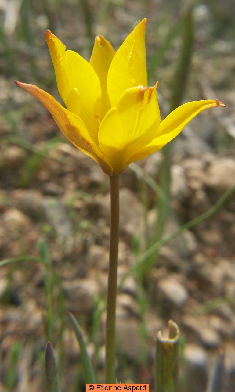 tulipa sylvestris subsp australis