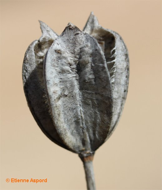 tulipa sylvestris subsp australis