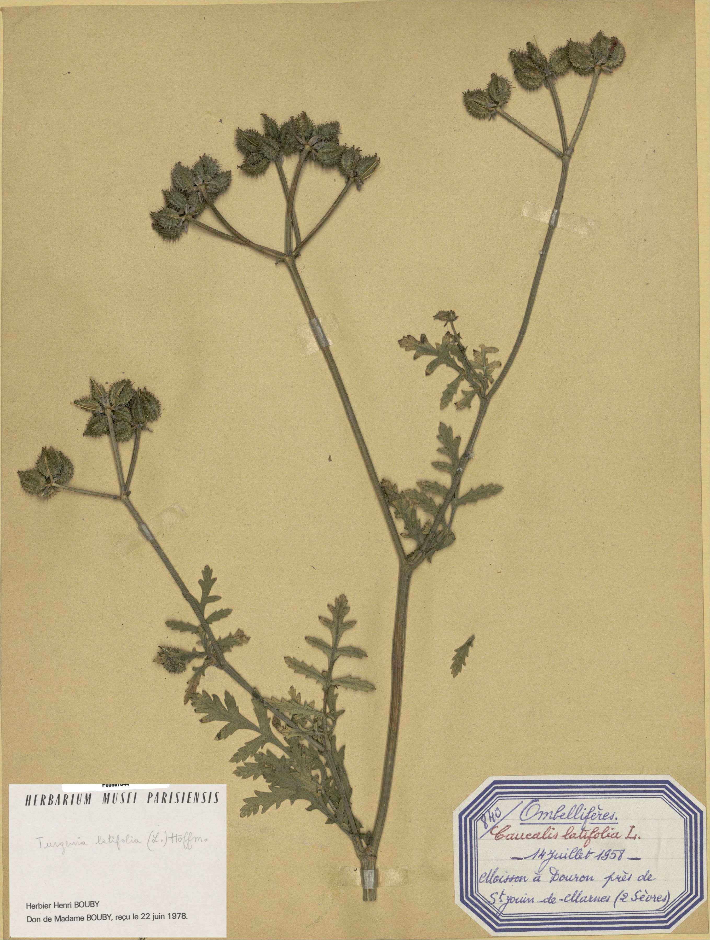 Turgenia latifoliaturgenia latifolia