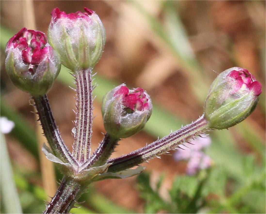 Turgenia latifoliaturgenia latifolia